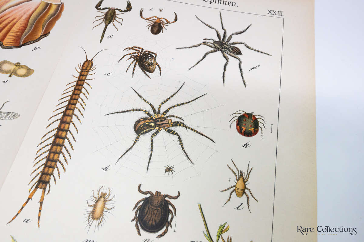 Naturgeschichte Des Tierreichs, or Natural History of the Animal Realm by Schubert, Gotthilf Heinric