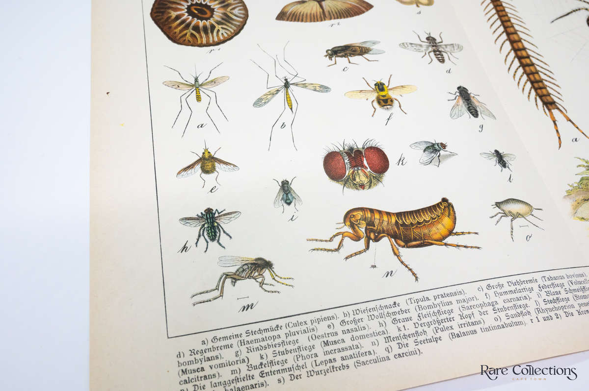 Naturgeschichte Des Tierreichs, or Natural History of the Animal Realm by Schubert, Gotthilf Heinric