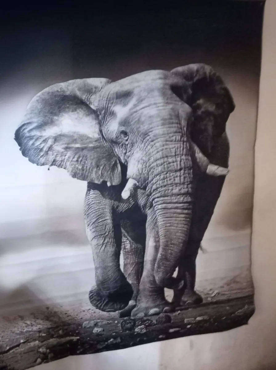 Elephant printed carpet