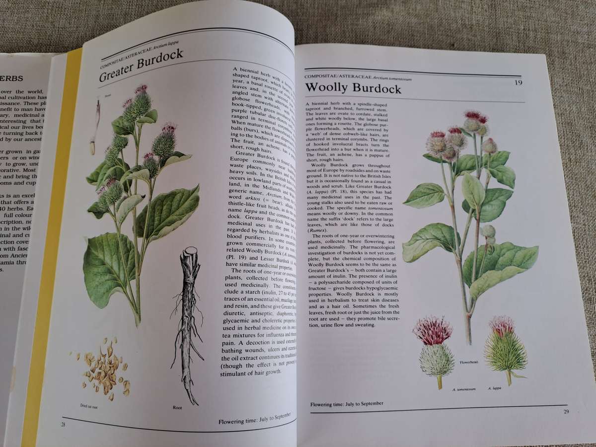 The Illustrated Book of Herbs - Jan Volak & Jiri Stodola. Illustrated by Frantisek Severa