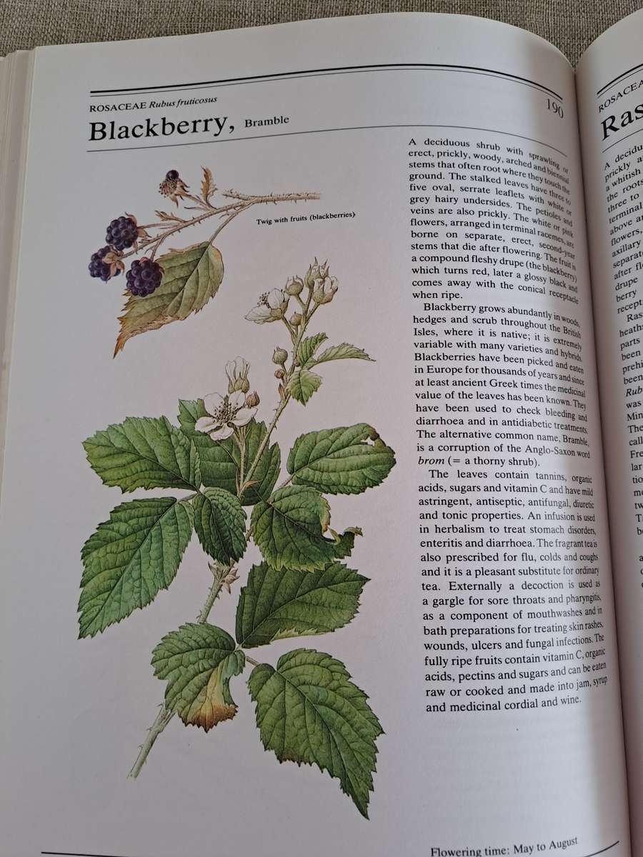 The Illustrated Book of Herbs - Jan Volak & Jiri Stodola. Illustrated by Frantisek Severa