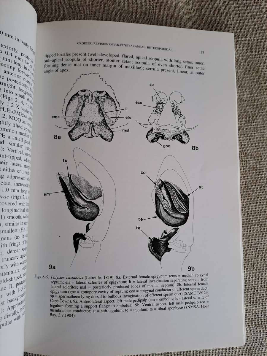 A revision of the African huntsman spider genus Palystes L. Koch, 1875 (Araneae: Heteropodidae)
