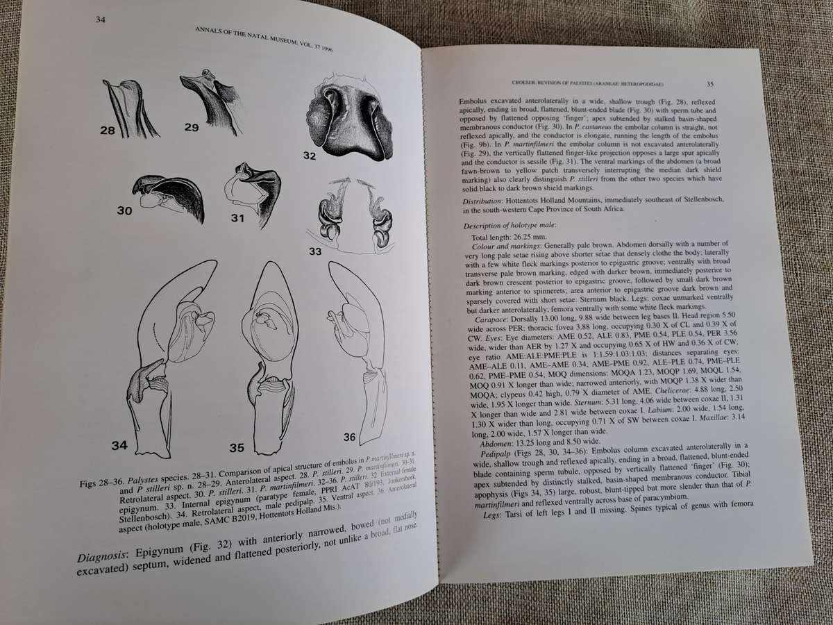 A revision of the African huntsman spider genus Palystes L. Koch, 1875 (Araneae: Heteropodidae)
