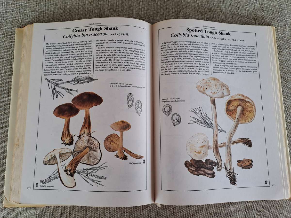 The Hamlyn Book of Mushrooms and Fungi