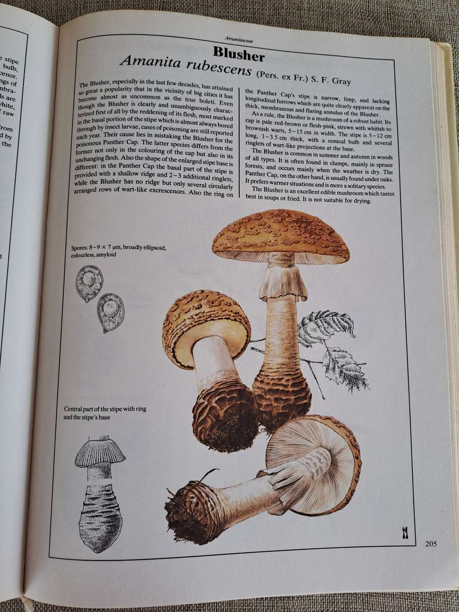The Hamlyn Book of Mushrooms and Fungi