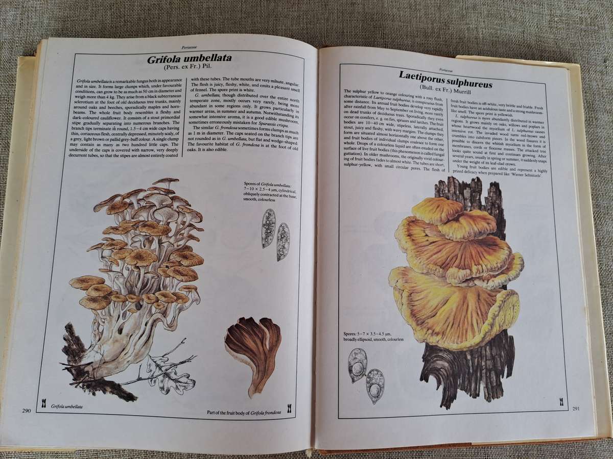 The Hamlyn Book of Mushrooms and Fungi