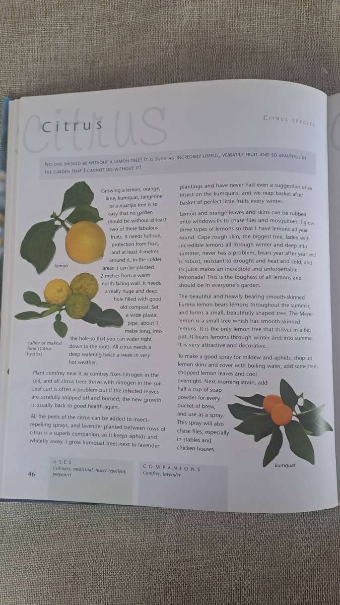 Companion Planting - Margaret Roberts