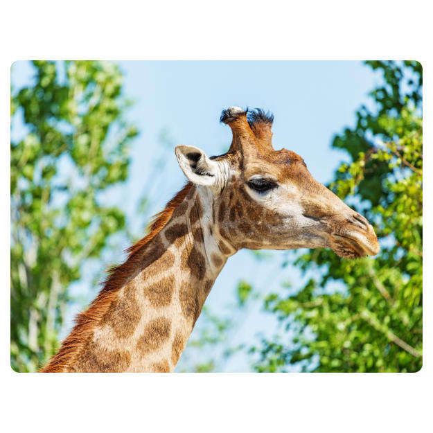 Printed Mouse Pad: Giraffe