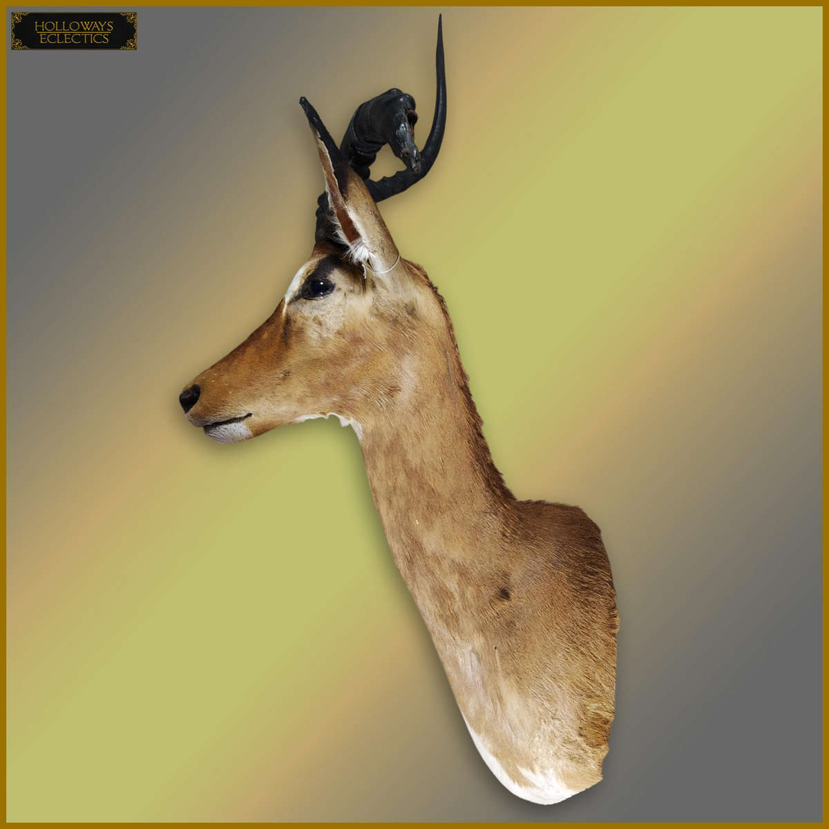 Taxidermy African Impala Head And Shoulder Mount