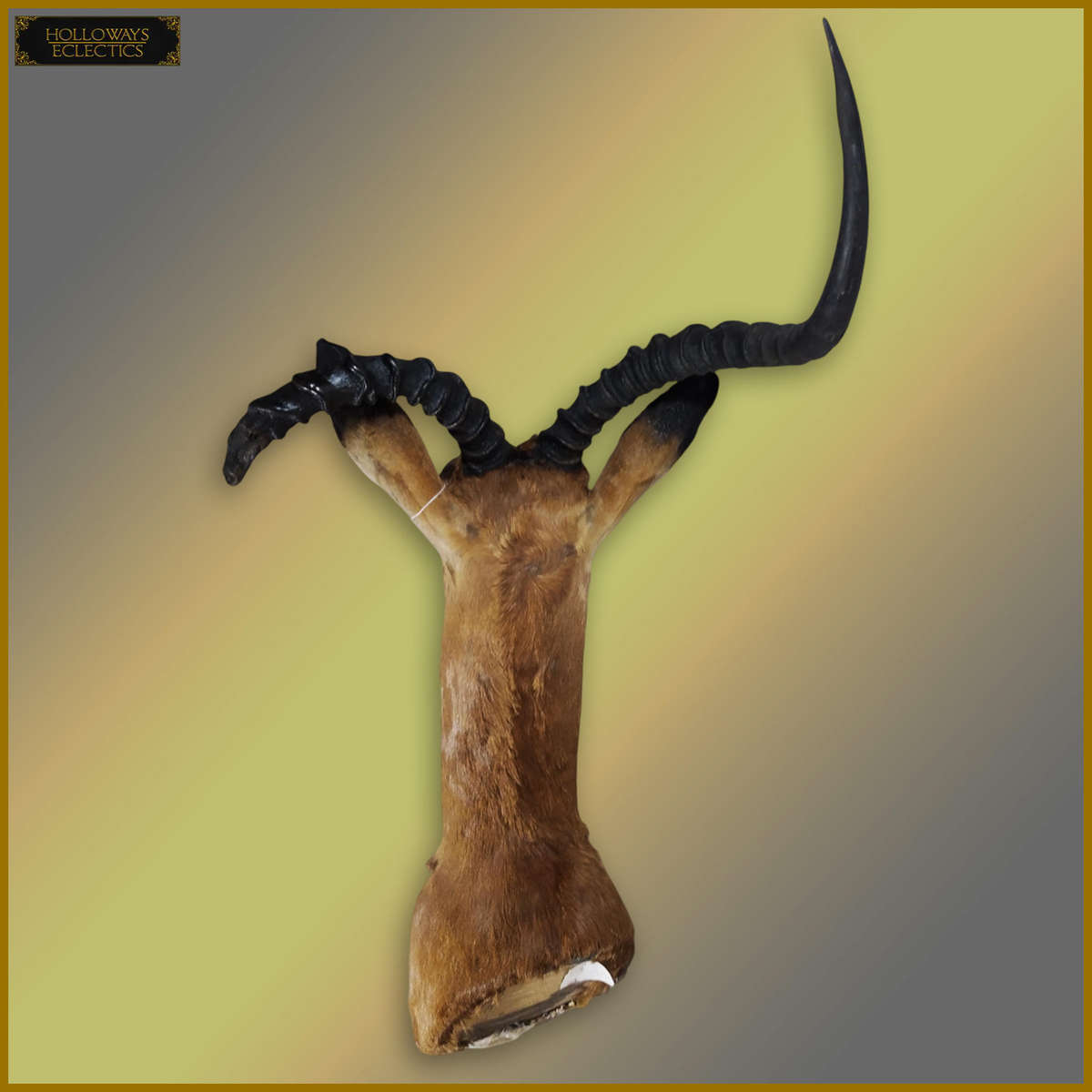 Taxidermy African Impala Head And Shoulder Mount