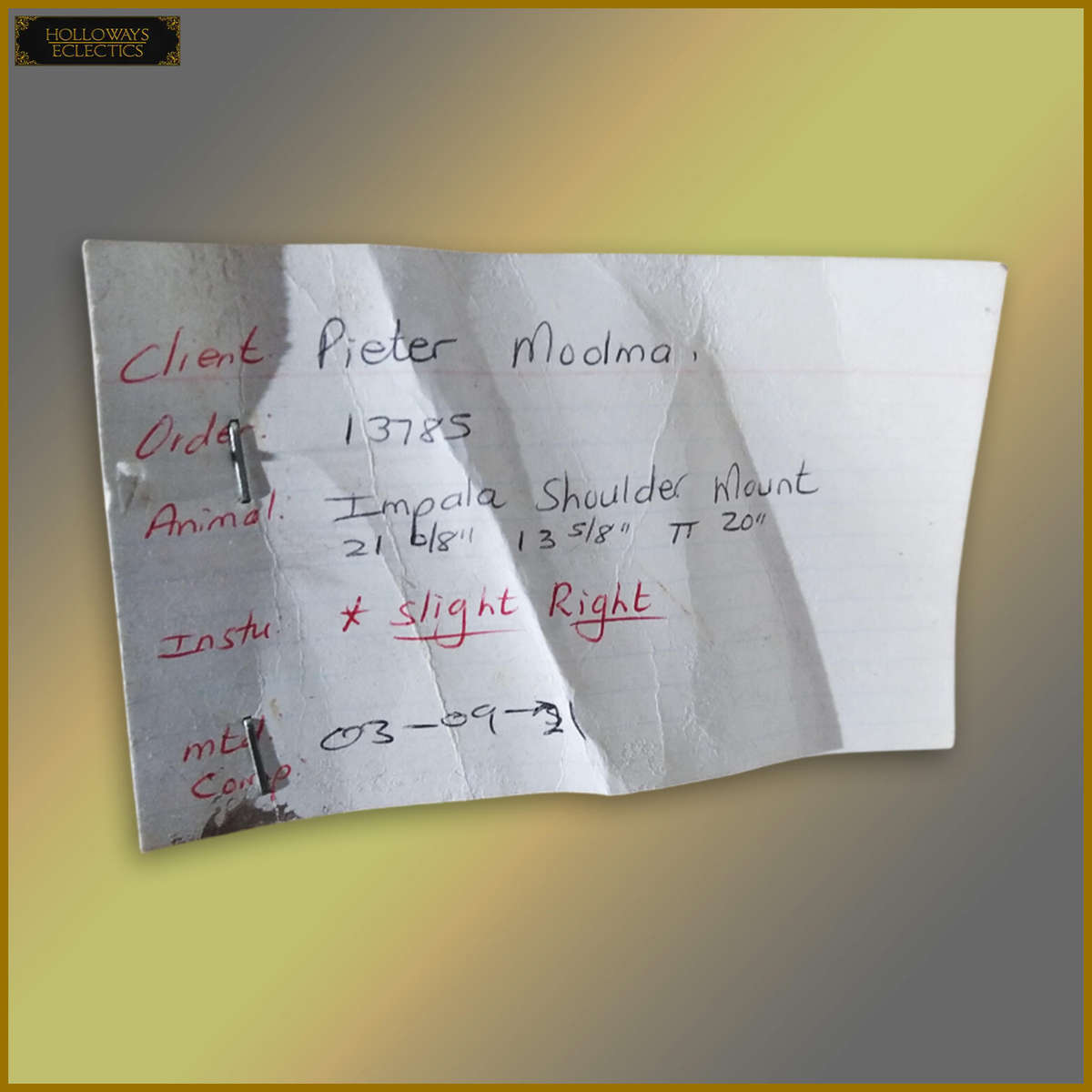 Taxidermy African Impala Head And Shoulder Mount