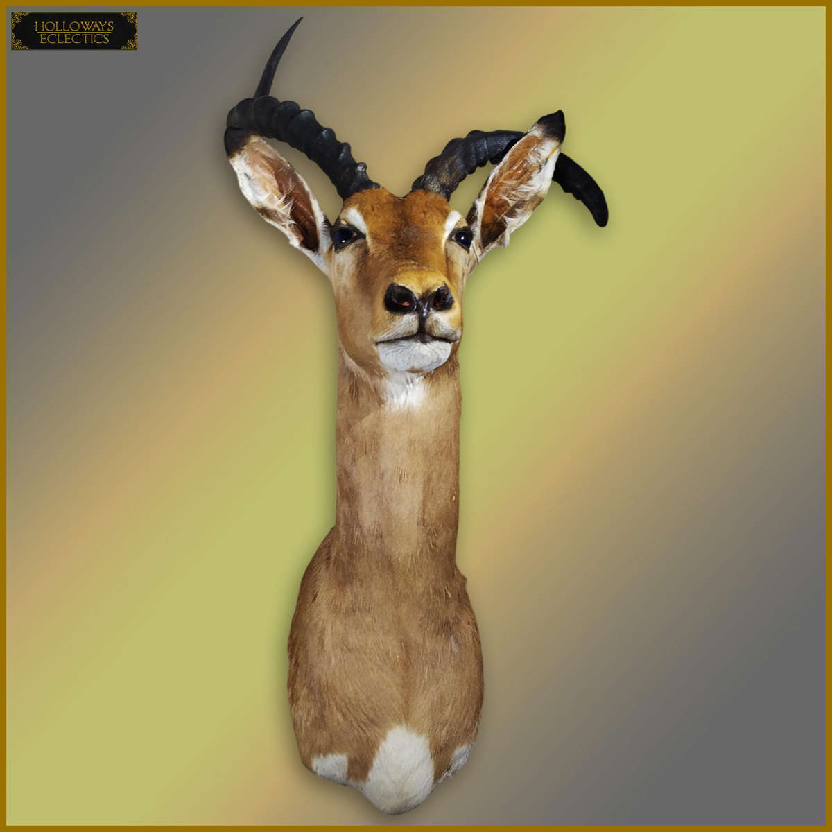 Taxidermy African Impala Head And Shoulder Mount