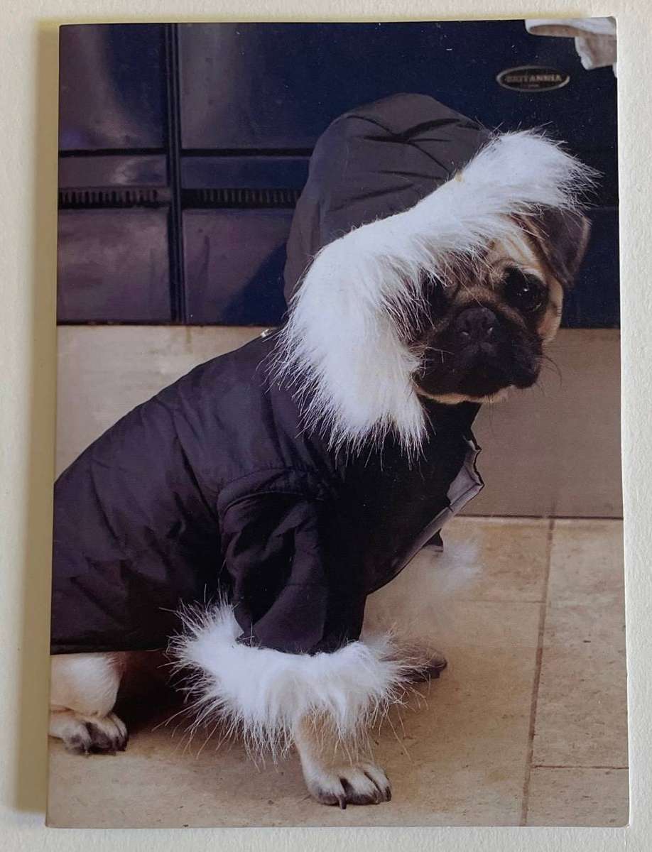 Greeting card - Tallulah the Pug wears a parka and Christmas jumper. Blank card - Cico Books 2007