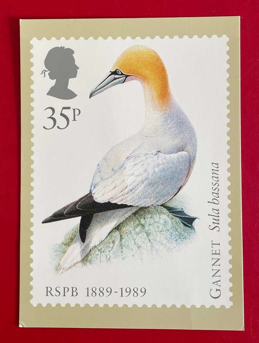 Maxi Card - GANNET - 35p -  Royal Mail 1989