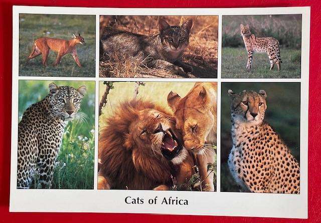 Large postcard -  CATS OF AFRICA - CARLA S JONES - Images of Africa - UK
