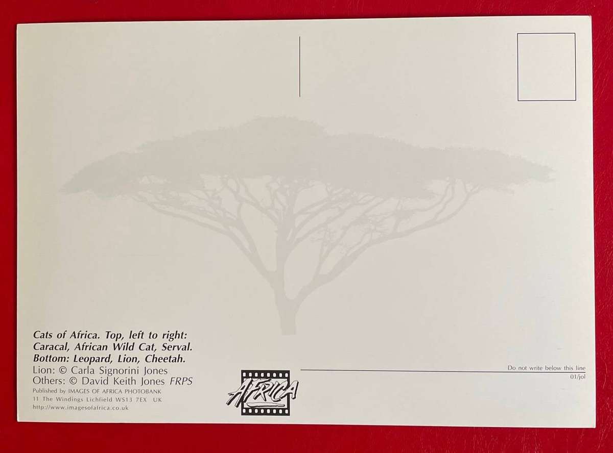 Large postcard -  CATS OF AFRICA - CARLA S JONES - Images of Africa - UK