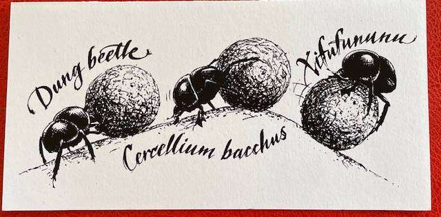 Blank card - DUNG BEETLE - "GOGGAGOED" -VELD COLLECTIONS - CAPE TOWN - AFRICANA