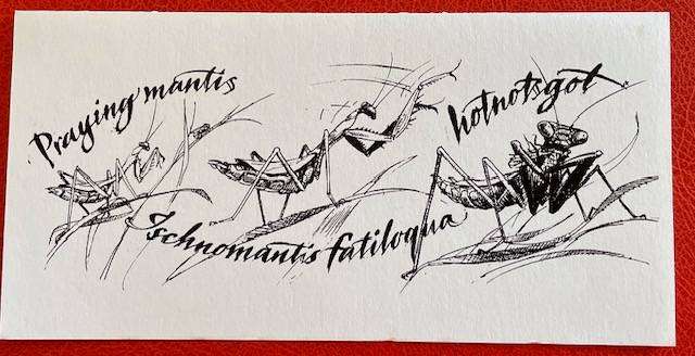 Blank card - PRAYING MANTIS - "GOGGAGOED" -VELD COLLECTIONS - CAPE TOWN - AFRICANA