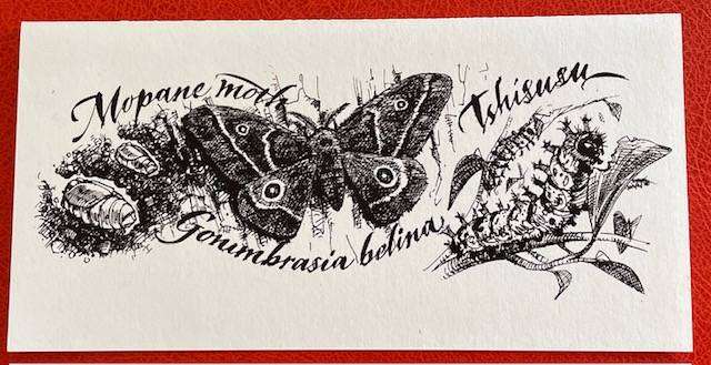 Blank card - MOPANE MOTH - "GOGGAGOED" -VELD COLLECTIONS - CAPE TOWN - AFRICANA