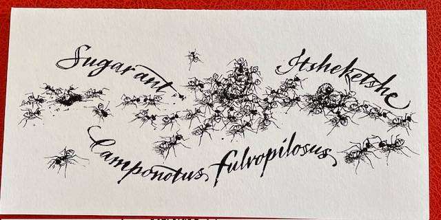 Blank card - SUGAR ANT - "GOGGAGOED" -VELD COLLECTIONS - CAPE TOWN - AFRICANA