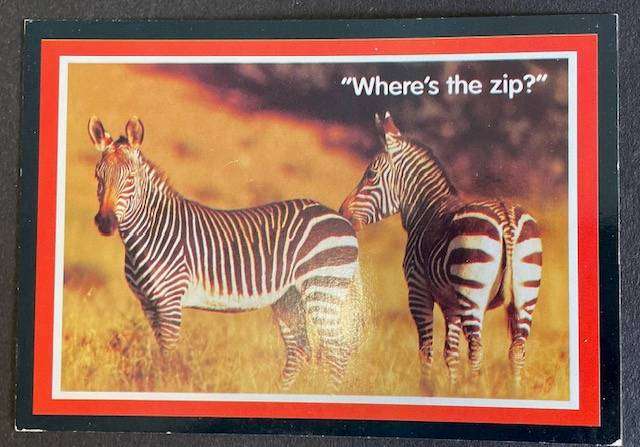 African Art Card - HUMOROUS BY SANDY ILJOHN- MOUNTAIN ZEBRAS - UNUSED