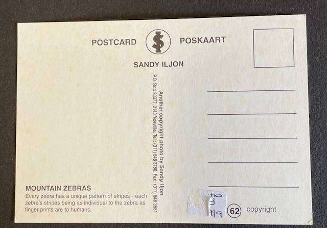 African Art Card - HUMOROUS BY SANDY ILJOHN- MOUNTAIN ZEBRAS - UNUSED