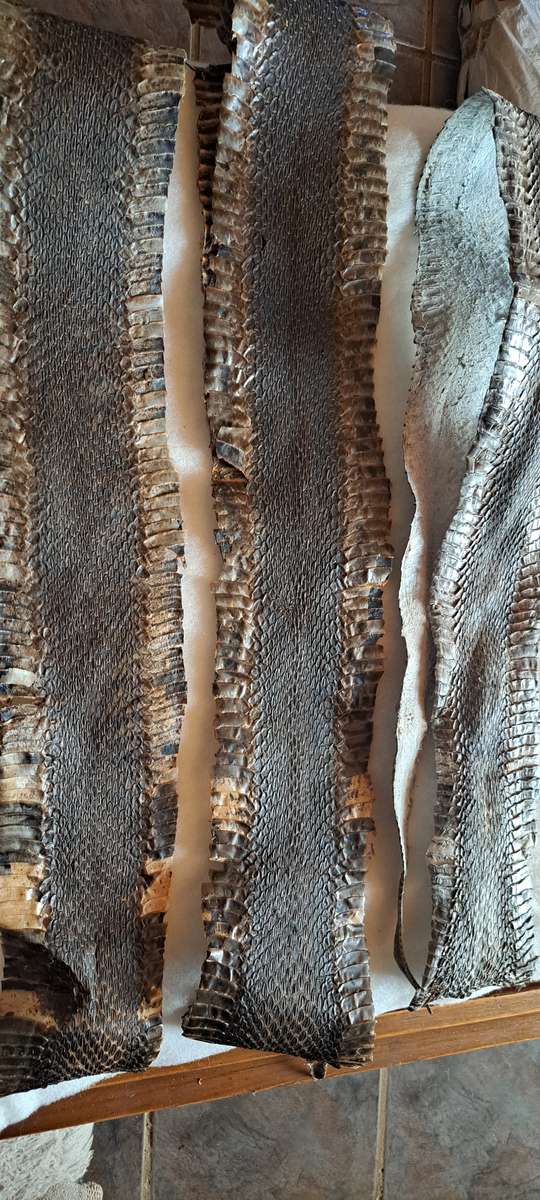 Tanned/Treated snake skins