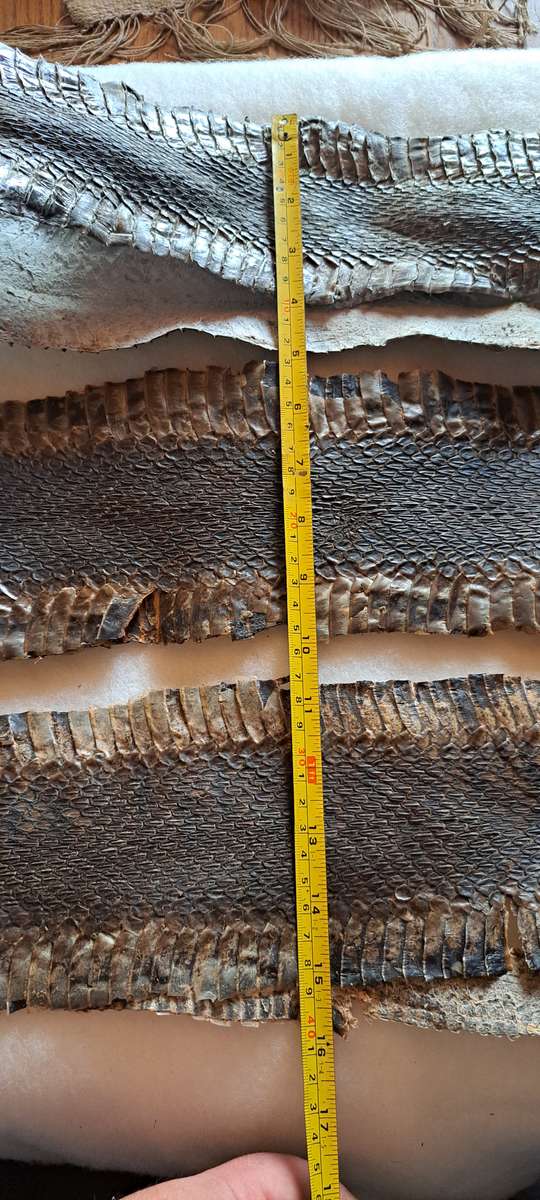 Tanned/Treated snake skins