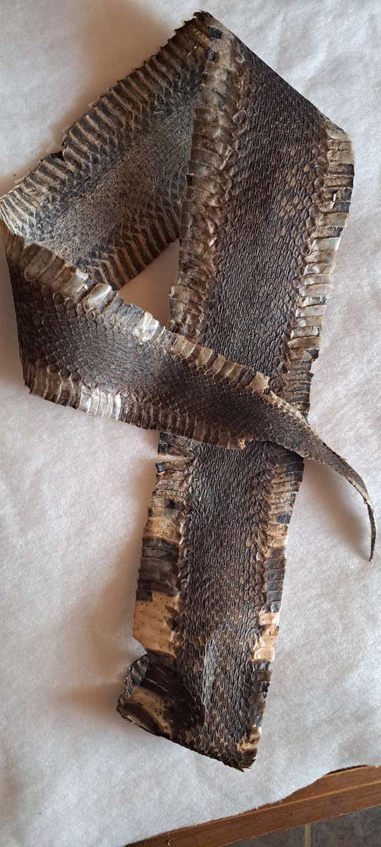Tanned/Treated snake skins