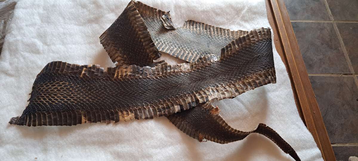 Tanned/Treated snake skins