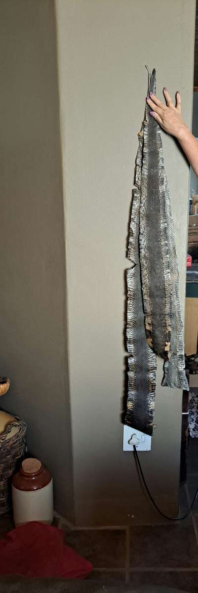 Tanned/Treated snake skins