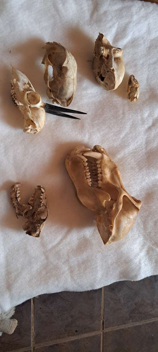 Creepy animal skull lot