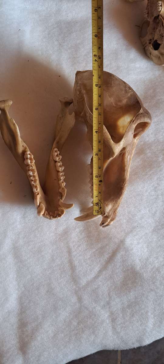 Creepy animal skull lot