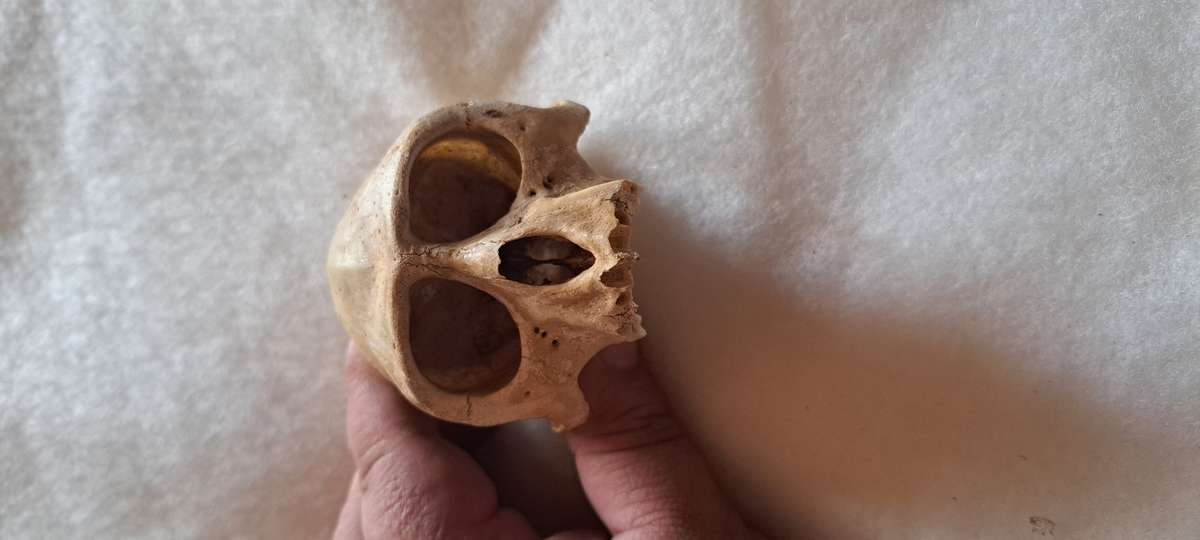 Creepy animal skull lot