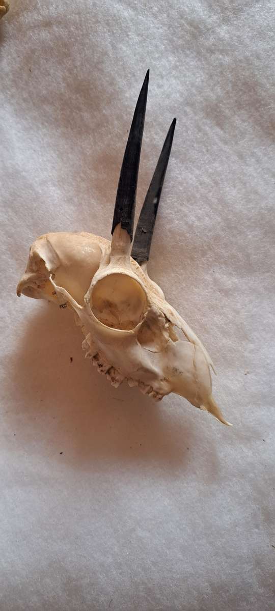 Creepy animal skull lot