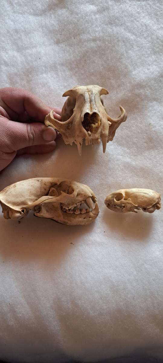 Creepy animal skull lot
