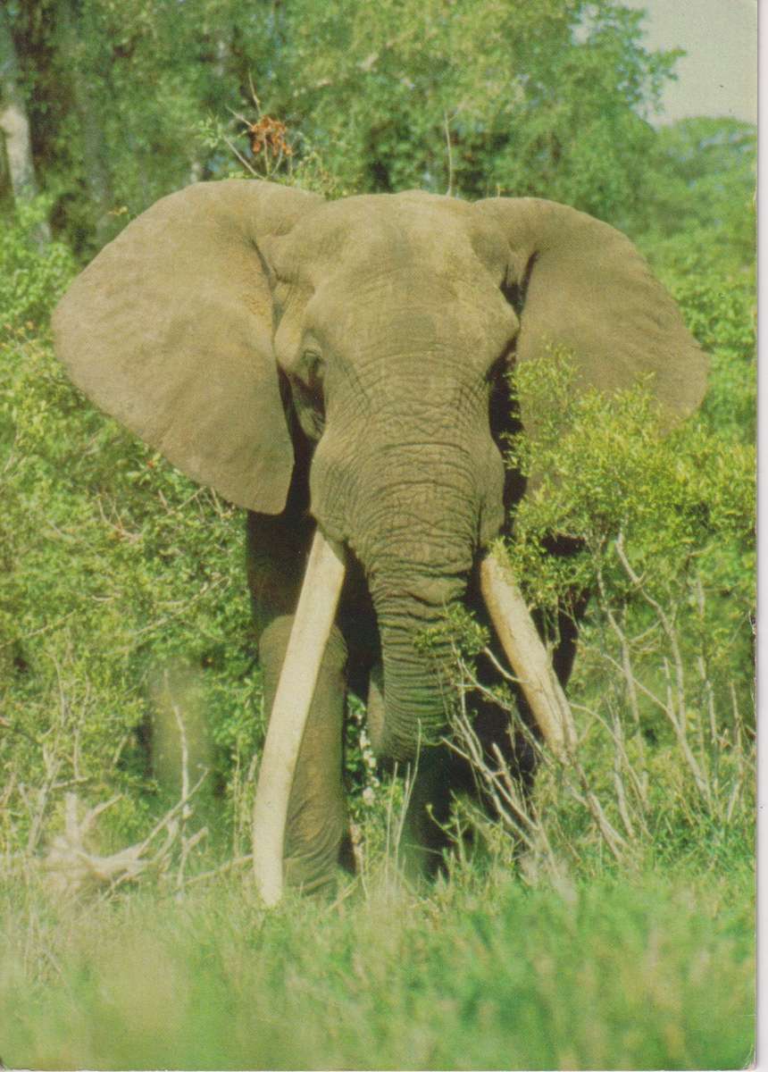 Post Cards / Maxi Card not used Kruger National Park