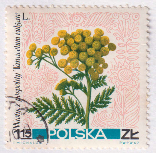 Stamp Thematic Flowers ULM Poland