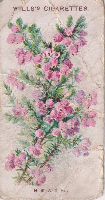 Cigarette Card Old English Garden Flower No. 45