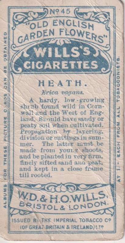 Cigarette Card Old English Garden Flower No. 45
