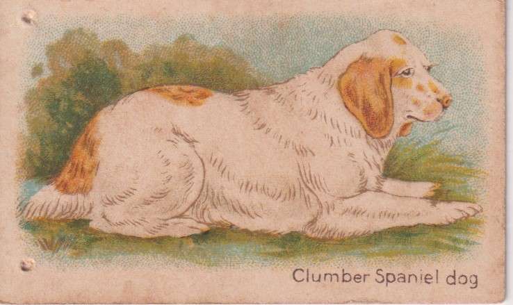 Cigarette Card  Africa Tabaco manufactures Limited Cape Town Animal  36