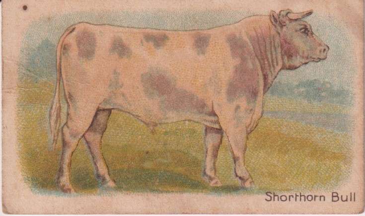 Cigarette Card  Africa Tabaco manufactures Limited Cape Town Animal  44