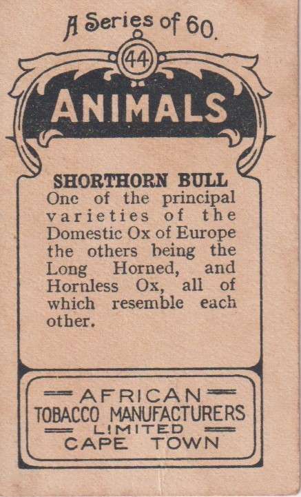 Cigarette Card  Africa Tabaco manufactures Limited Cape Town Animal  44