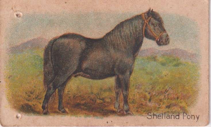 Cigarette Card  Africa Tabaco manufactures Limited Cape Town Animal 1