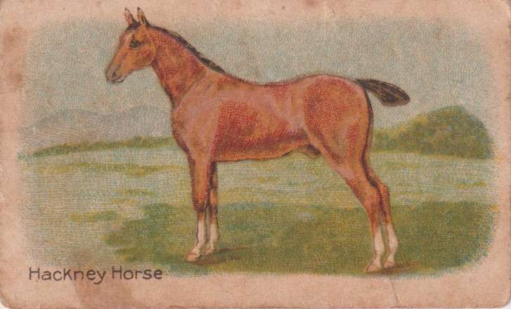 Cigarette Card  Africa Tabaco manufactures Limited Cape Town Animal