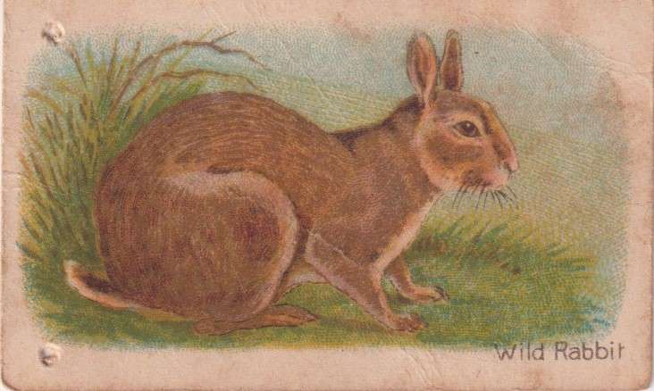 Cigarette Card  Africa Tabaco manufactures Limited Cape Town Animal 58