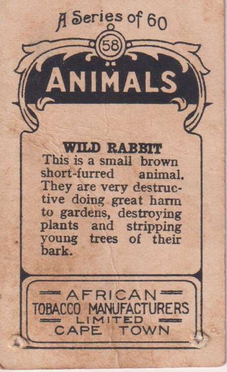Cigarette Card  Africa Tabaco manufactures Limited Cape Town Animal 58