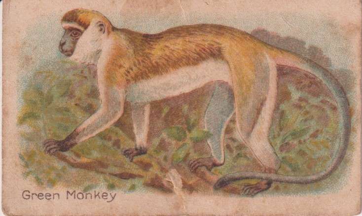 Cigarette Card  Africa Tabaco manufactures Limited Cape Town Animal 45