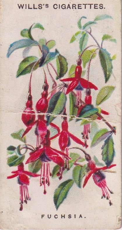 Cigarette Card Old English Garden Flower No. 49