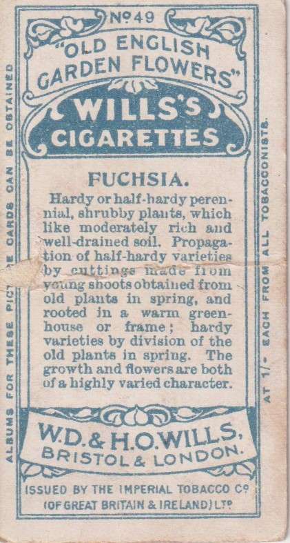 Cigarette Card Old English Garden Flower No. 49